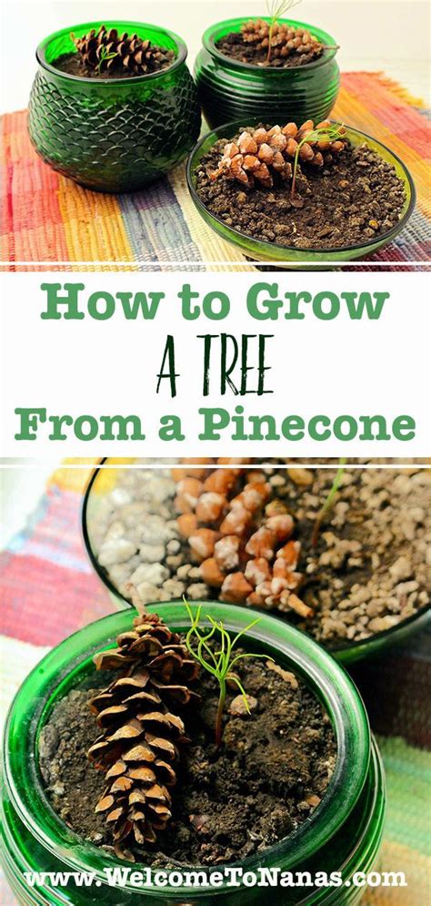 How To Grow A Tree From A Pine Cone Artofit