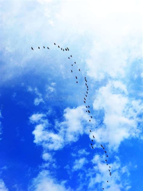 A Flock Of Birds Flying In A Cloudy Sky Stock Image Image Of Sunlight