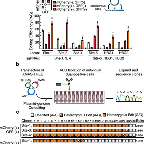 A Fluorescent Reporter System For Real Time Measurement Of Adenosine Download Scientific