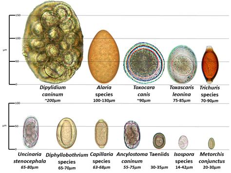 Tapeworm Eggs In Dogs