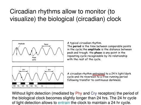PPT - Photoperiodic responses, light receptors and the biological clock ...