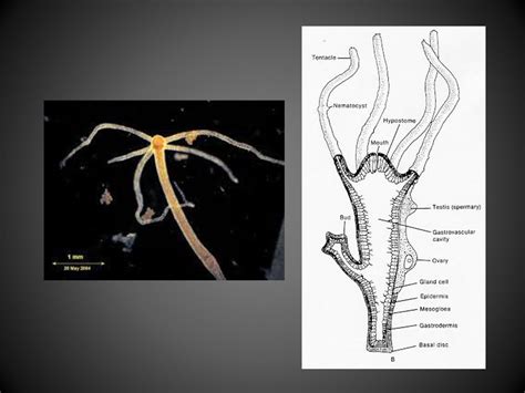 Hydra Cnidaria Medusa