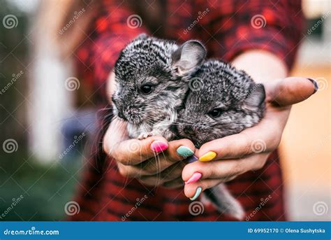 Chinchilla Baby Kids Sitting On Your Hands Stock Photo Image Of Cute