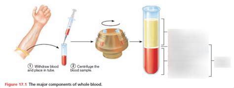 Major Components Of Whole Blood Diagram Quizlet