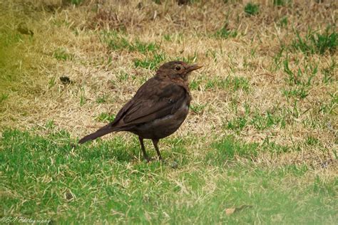 The Greatest Of These Is Love Wild Bird Wednesday Common Blackbird