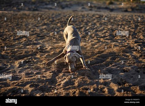 Funny dog on beach Stock Photo - Alamy
