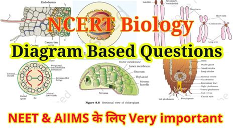 Important Questions Class Biology Ch