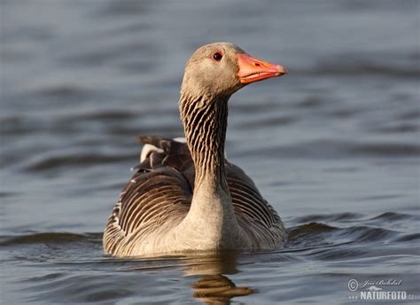 Husa velká | Naturfoto.cz