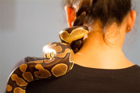 How To Get A Pet Snake With Pictures Wikihow