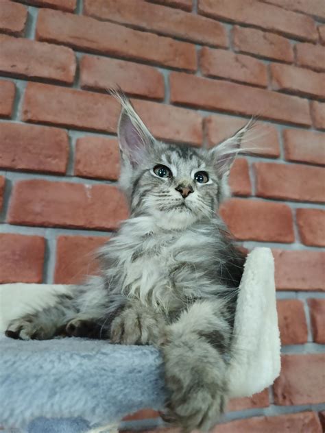 Liczna Kotka Maine Coon Szczecin Bukowo Olx Pl