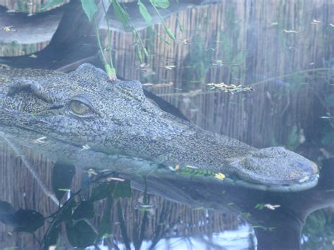 Paignton Zoo Saltwater Crocodile 2 By Yaschaeffer On Deviantart