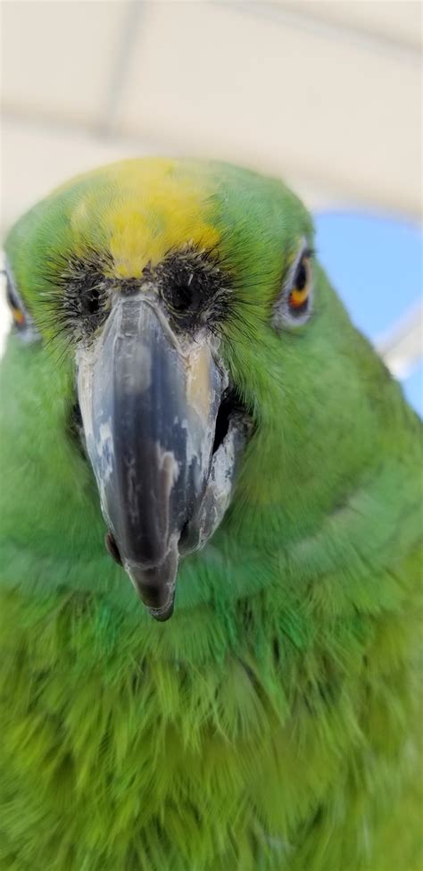 Green Floof Rparrots