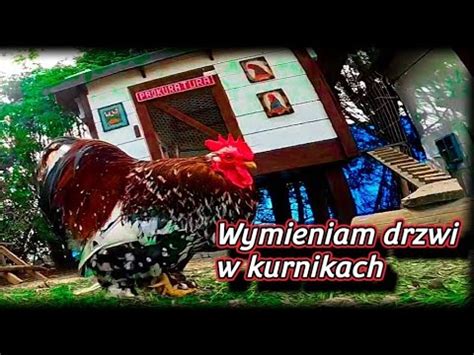 Chicken Wymiana Kurnikowych Drzwi Na Letnie Pierwsze Odpalenie