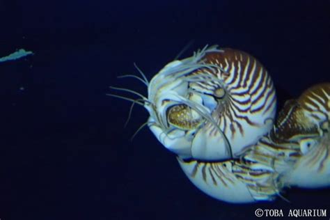 オオベソオウムガイのストレッチ 鳥羽水族館 飼育日記