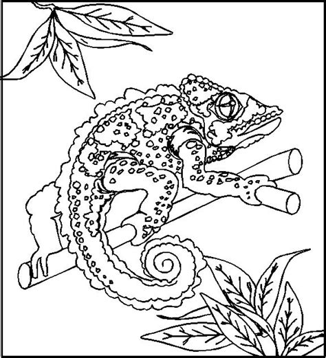 Reptile Coloring Pages - Best Coloring Pages For Kids