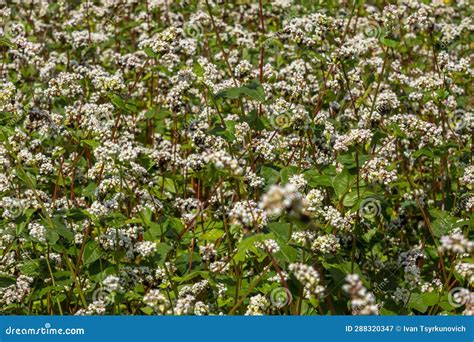 Field Of White Buckwheat Flowers Stock Image Image Of Flower Flora