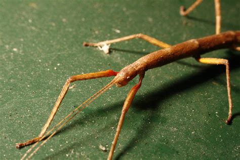 Indian Walking Stick Arthropods Of South Africa ·