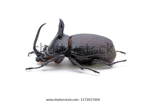 Rabbit Ear Beetle Eupatorus Birmanicus Horned Stock Photo 1172017606