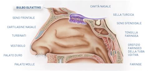 L Olfatto Anatomia