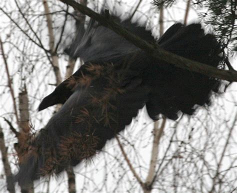 Ворон Corvus corax Common Raven