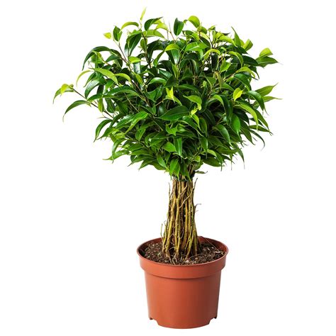 Ficus Benjamina Natasja Potplant Ficus Benjamin Kleinbladig Ikea