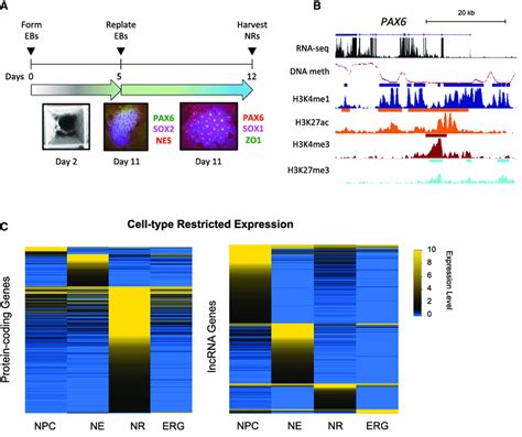 Distinct Neural Rosette Transcriptional Profiles Compared To D Neural