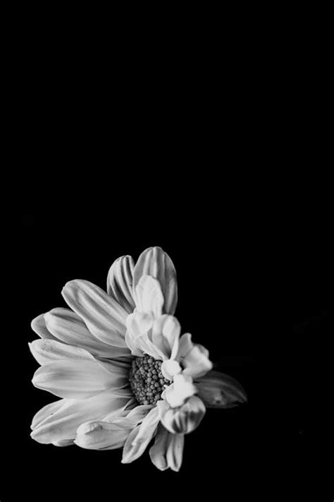 Background Flower Wallpaper Black White Best Flower Site