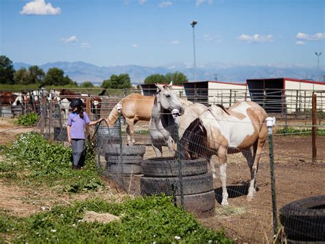 The Urban Farm
