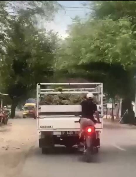 Viral Video Bajing Loncat Beraksi Di Palopo Ambil Durian Pikap Yang