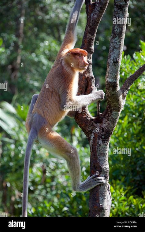 Female Proboscis Nose Monkey In Tree Sabah Borneo Malaysia Federation