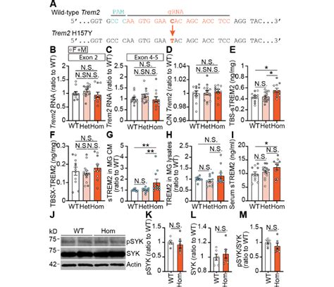 Trem2 H157Y Increases TREM2 Shedding A Trem2 H157Y Knock In Mice Were