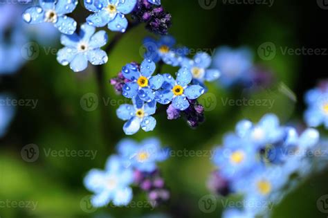 Blue spring flowers 15251458 Stock Photo at Vecteezy