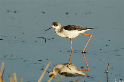 Pernilongo Black Winged Stilt Himantopus Himantopus Flickr