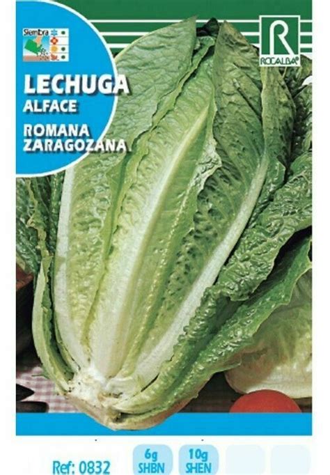 Hortalizas Lechuga Romana Zaragozana