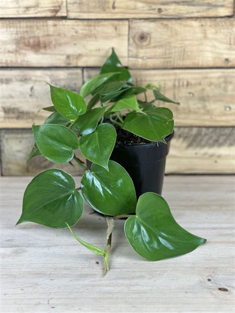 Small Heart Leaf Philodendron Botanical Heaven