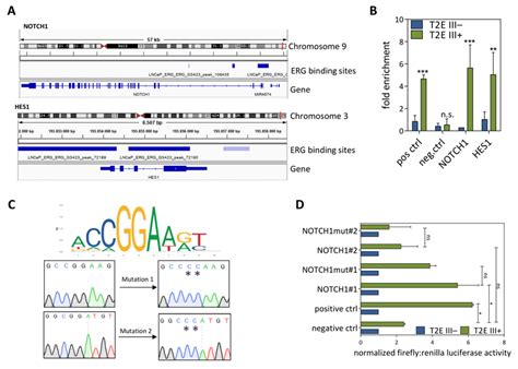 The Transcription Factor Erg Binds To Notch And Hes Promoter Regions