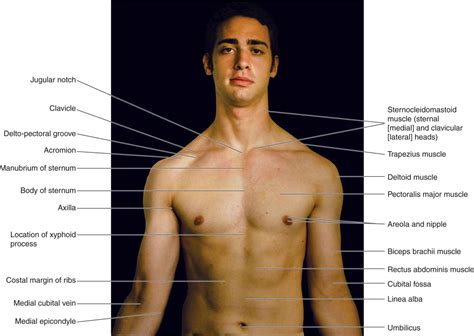 Surface Anatomy Diagram