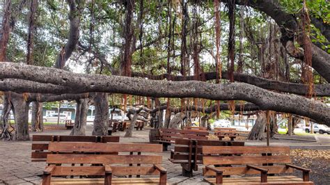 What is Special About Lahaina Banyan Tree in Maui? - Mindfulness Memories