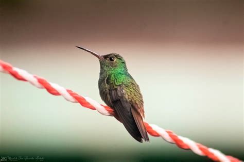 Rufous Tailed Hummingbird From Guayacan La Lomita Palenque Chis