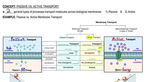 Passive And Active Transport Worksheet - Proworksheet.my.id