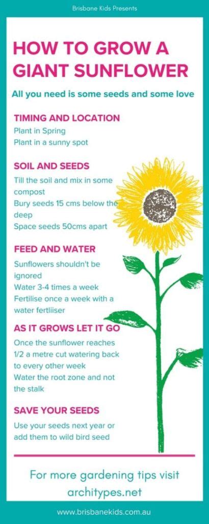 How To Plant Sunflowers A Step By Step Guide IHSANPEDIA