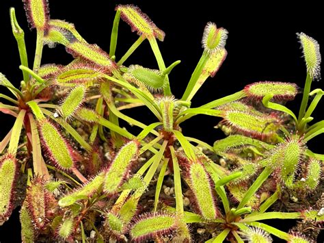 Drosera Capensis Bainskloof Cape Sundew