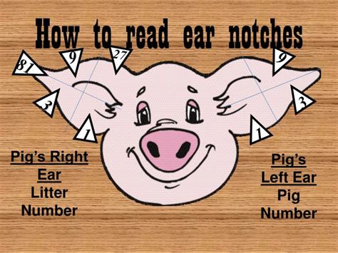 Reading Ear Notch Swine