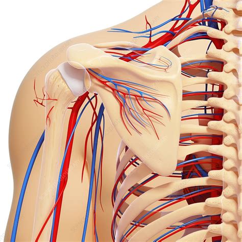 shoulder anatomy artwork stock image  science photo library