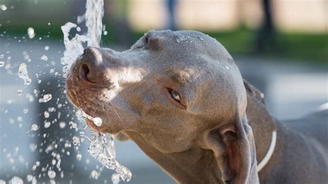 Keeping Your Dog Cool Tips For The Summer The Happy Mutt Co