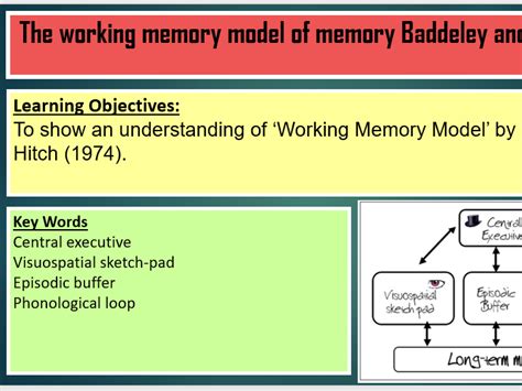 Working Memory Model Teaching Resources