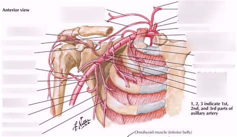 Axillary artery Diagram | Quizlet