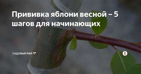Прививка яблони весной – 5 шагов для начинающих | Садовый рай 🌱 | Дзен