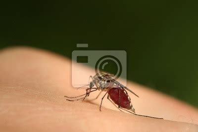 F Mea De Um Mosquito Sugando Sangue De Uma Pele Humana Um Comum