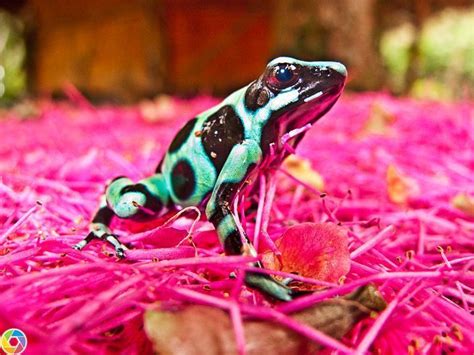 Green-and-Black Poison Dart Frog - The Goddess Garden